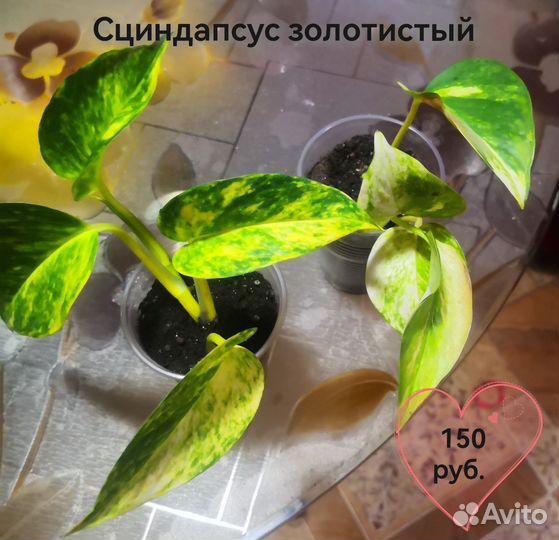 Сциндапсус золотистый и н-джой