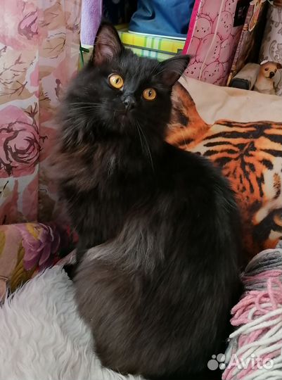 Кот Елисей