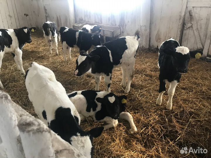 Бычки 1-3 месяца