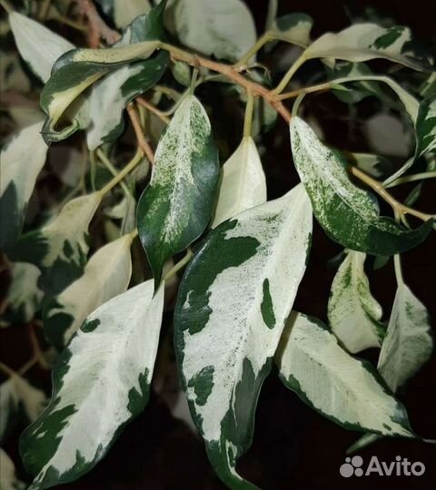 Фикус Кëрли