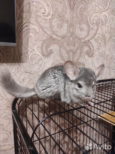 Серебристая шиншилла