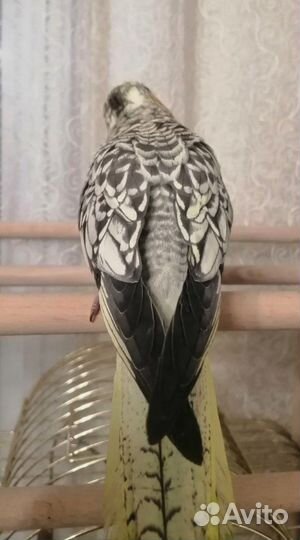 Птенец корелла выкормыш