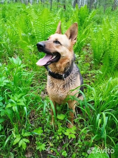 Немецкая овчарка в добрые руки