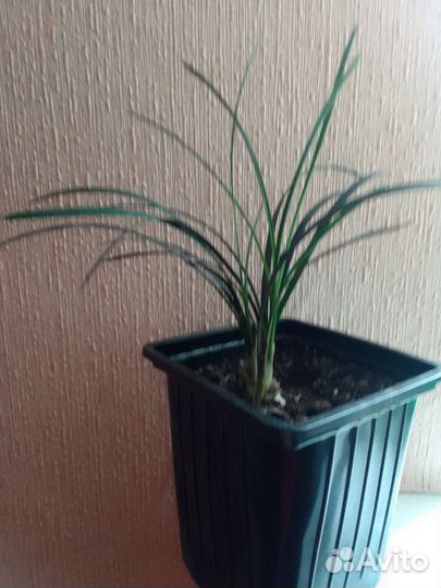 Комнатные цветы