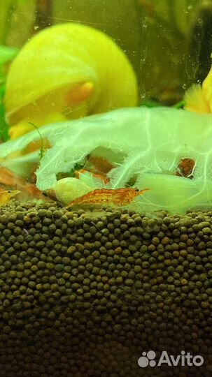 Креветка вишня неокардина