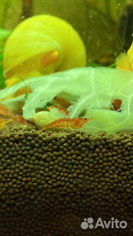 Креветка вишня неокардина