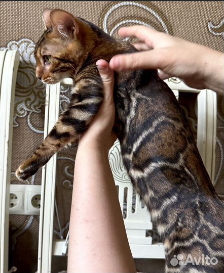 Бенгальские котята