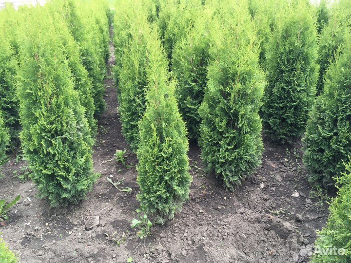 Туя Западная 186 см и Ель Голубая Оптом Гарантия