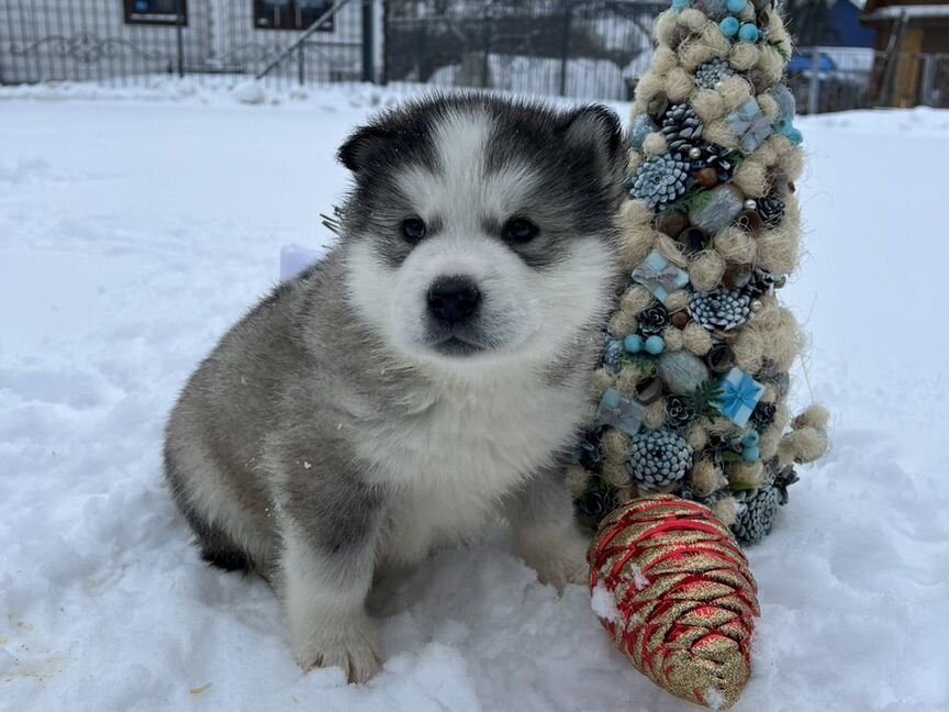 Аляскинский маламут щенки