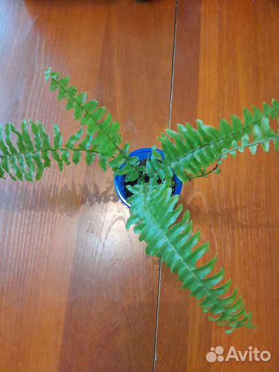 Папоротник кудрявый