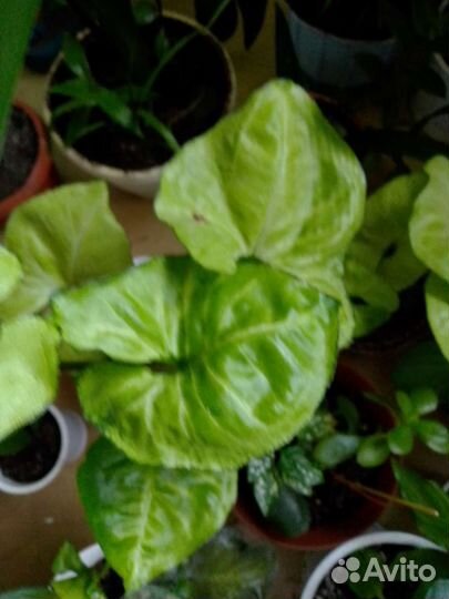 Сингониумы и др