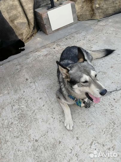 Собака в добрые руки отдам бесплатно