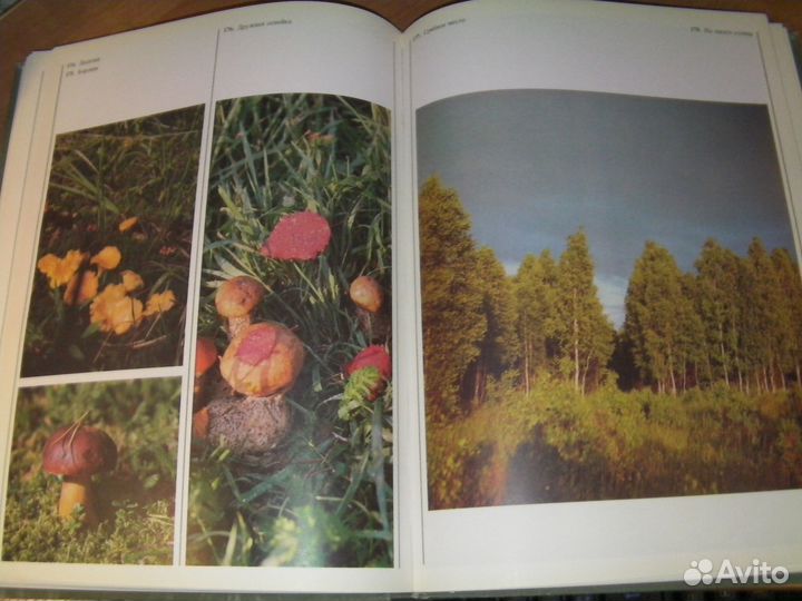 Книга с фотографиями природа 