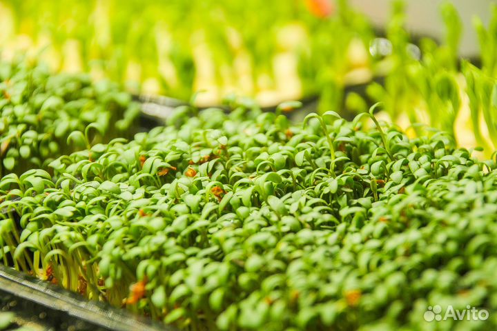 Свежая зелень, микрозелень, проростки