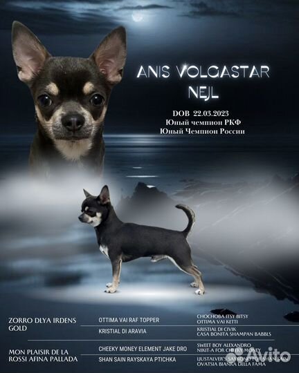 Вязка кобель чихуахуа