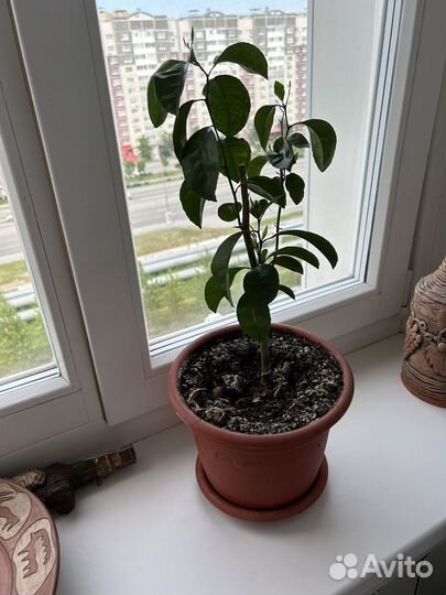 Мандариновое дерево