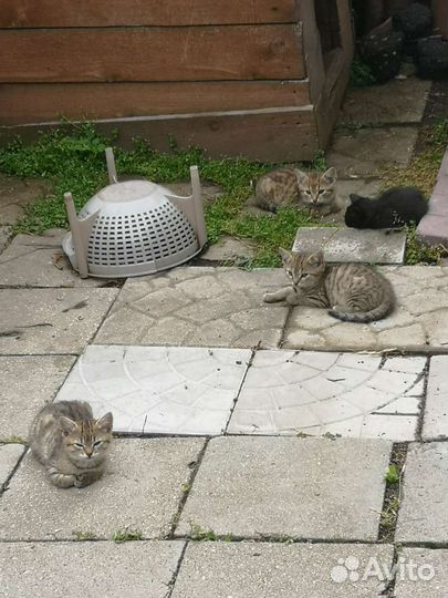Котята в добрые руки