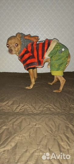 Русский той-терьер вязка