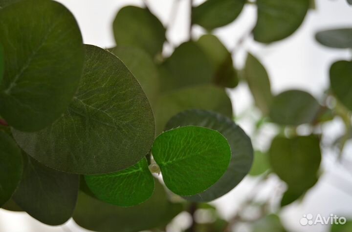 Эвкалипт растение фейка IKEA