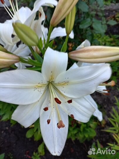 Лилии гибрит ла