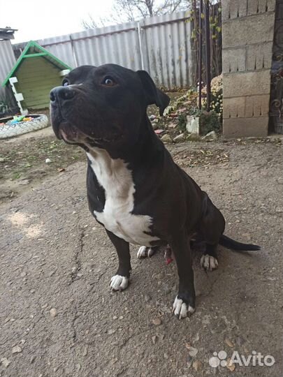 Стаффорд вязка