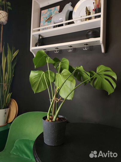 Монстера в горшке, 57см*62см