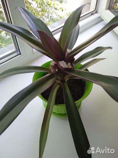 Рэо пестрое