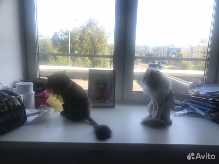 Стрижка и экспресс линька кошек