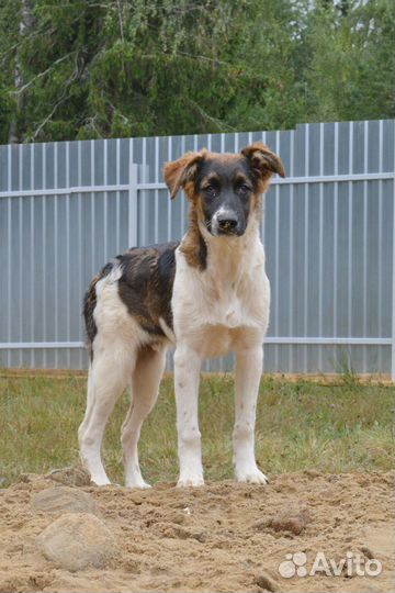 Мальчик Дон ищет дом