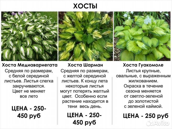 Цветы многолетние, лианы, кусты Цены от