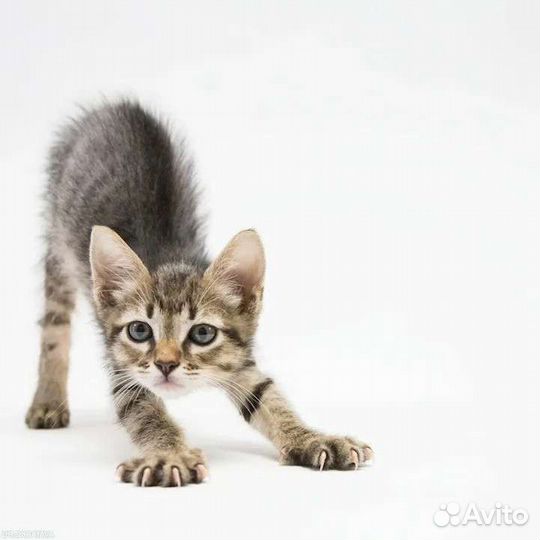 Девочки полосатики в поисках дома