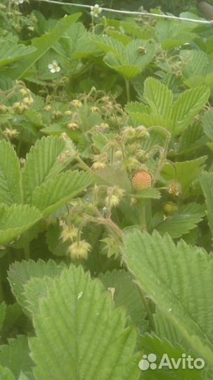 Земклуника