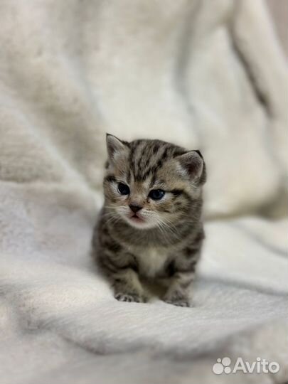 Шотландская