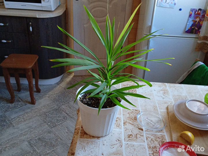 Пальма драцена