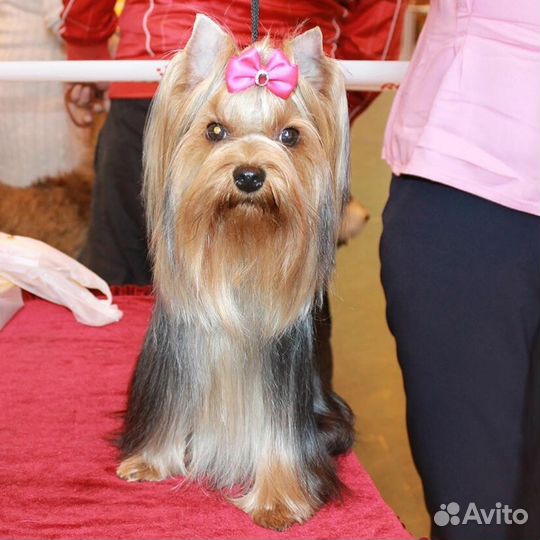 Продам щенка