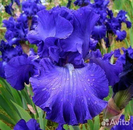 Ирисы гибридные коллекционные