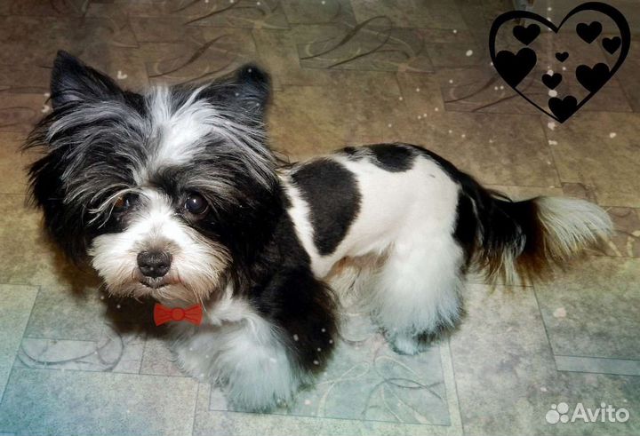 Вязка бивер йорков