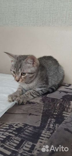 Кошка