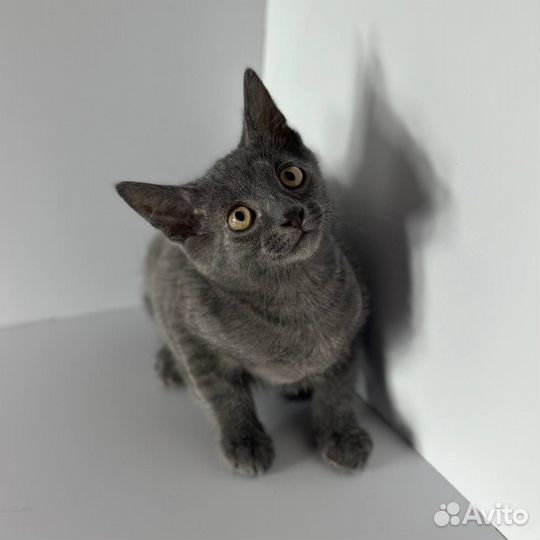 Котёнок добрые руки