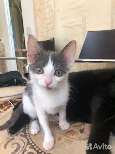 Котёнок ищет дом