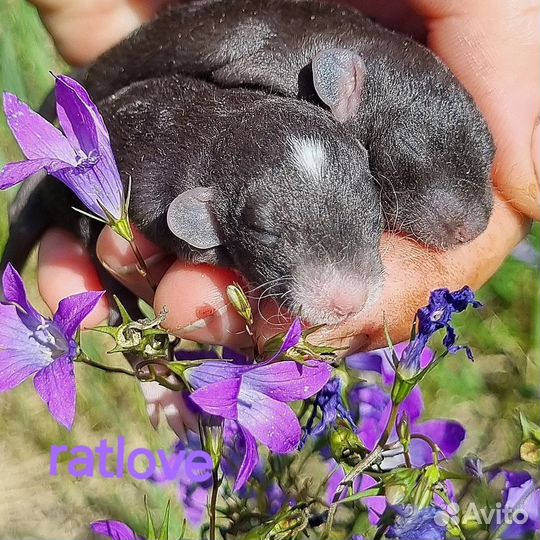 Крысята дамбо рекс