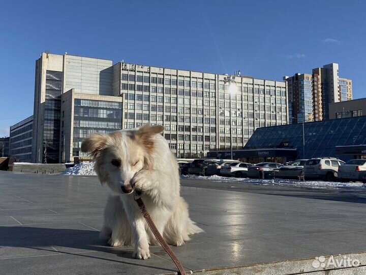 Дрессировка собак Кинолог