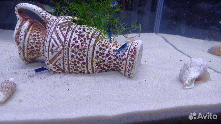 Креветки blue dream