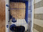 Карликовый кролик окрас чёрный оттер объявление продам