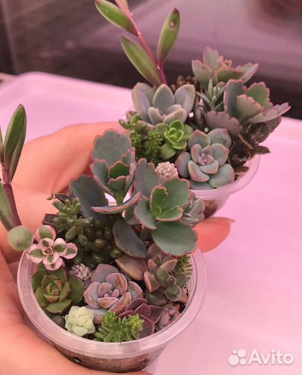 Садик из суккулентов (10+ видов)