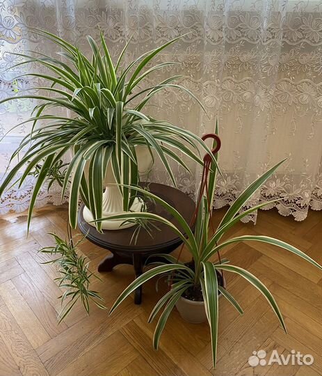 Хлорофитум лаксум