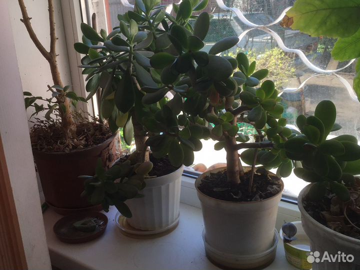 Комнатные цветы