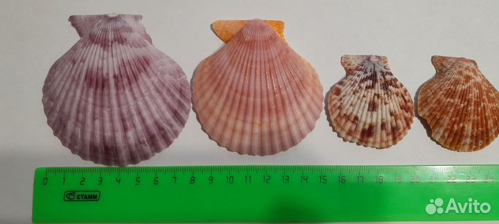 Ракушки для аквариума