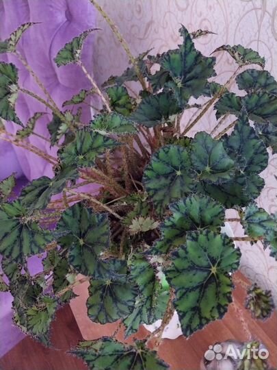 Кактус большой