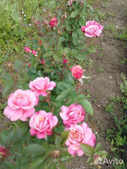 Саженцы роз